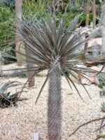 Мадагаскарска палма / Пахиподиум Геайи / Pachypodium Geayi