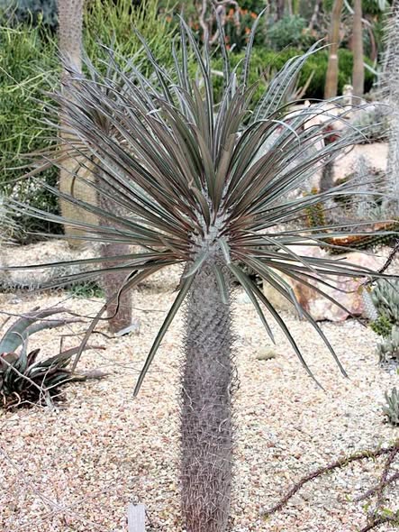 Мадагаскарска палма / Пахиподиум Геайи / Pachypodium Geayi