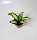 Hoya carnosa Tricolour / Хоя карноза Триколор