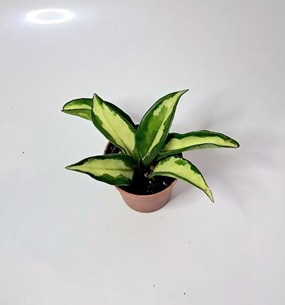 Hoya carnosa Tricolour / Хоя карноза Триколор