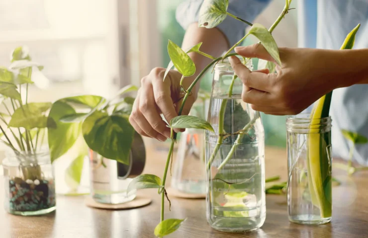 Propagation cover photo
