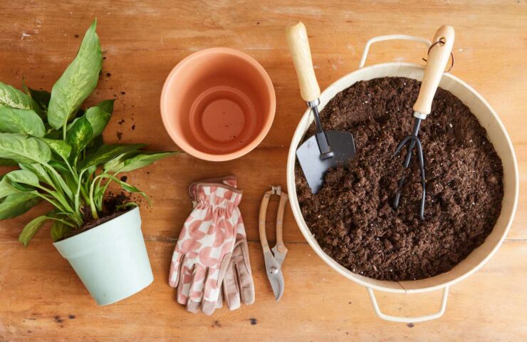 repotting cover photo