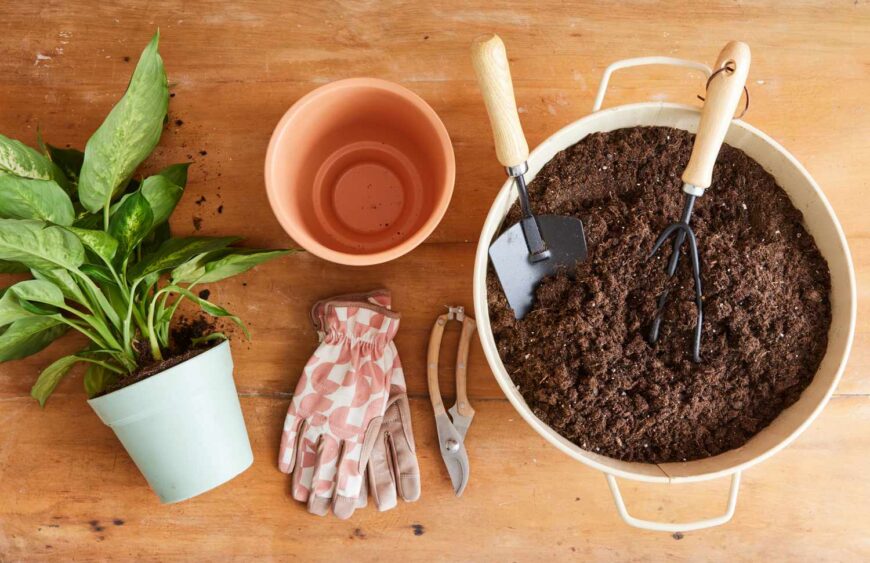 repotting cover photo