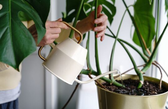 watering