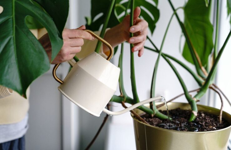 watering