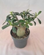 Адениум обесум / Adenium obesum