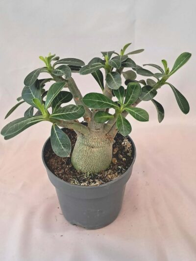 adenium-obesum-pustinna-roza-01.jpg