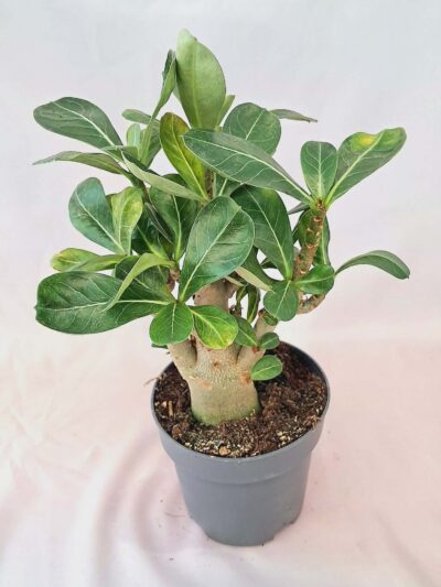 Адениум обесум / Adenium obesum
