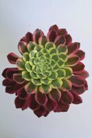 Еониум Уийлс ъв Фасинейшън / Aeonium Wheels of Fascination