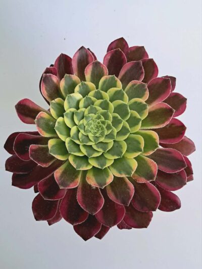 Еониум Уийлс ъв Фасинейшън / Aeonium Wheels of Fascination