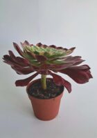 Еониум Уийлс ъв Фасинейшън / Aeonium Wheels of Fascination