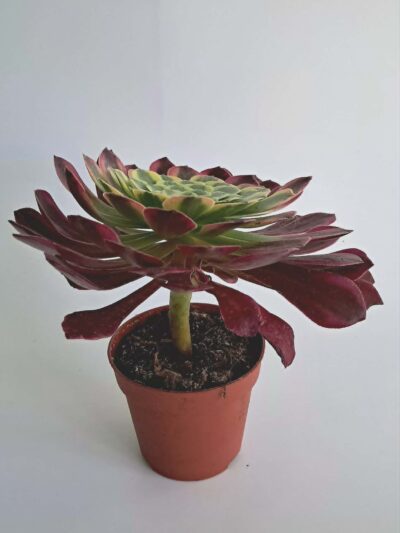 Aeonium-Wheels-of-Fascination-03.jpg