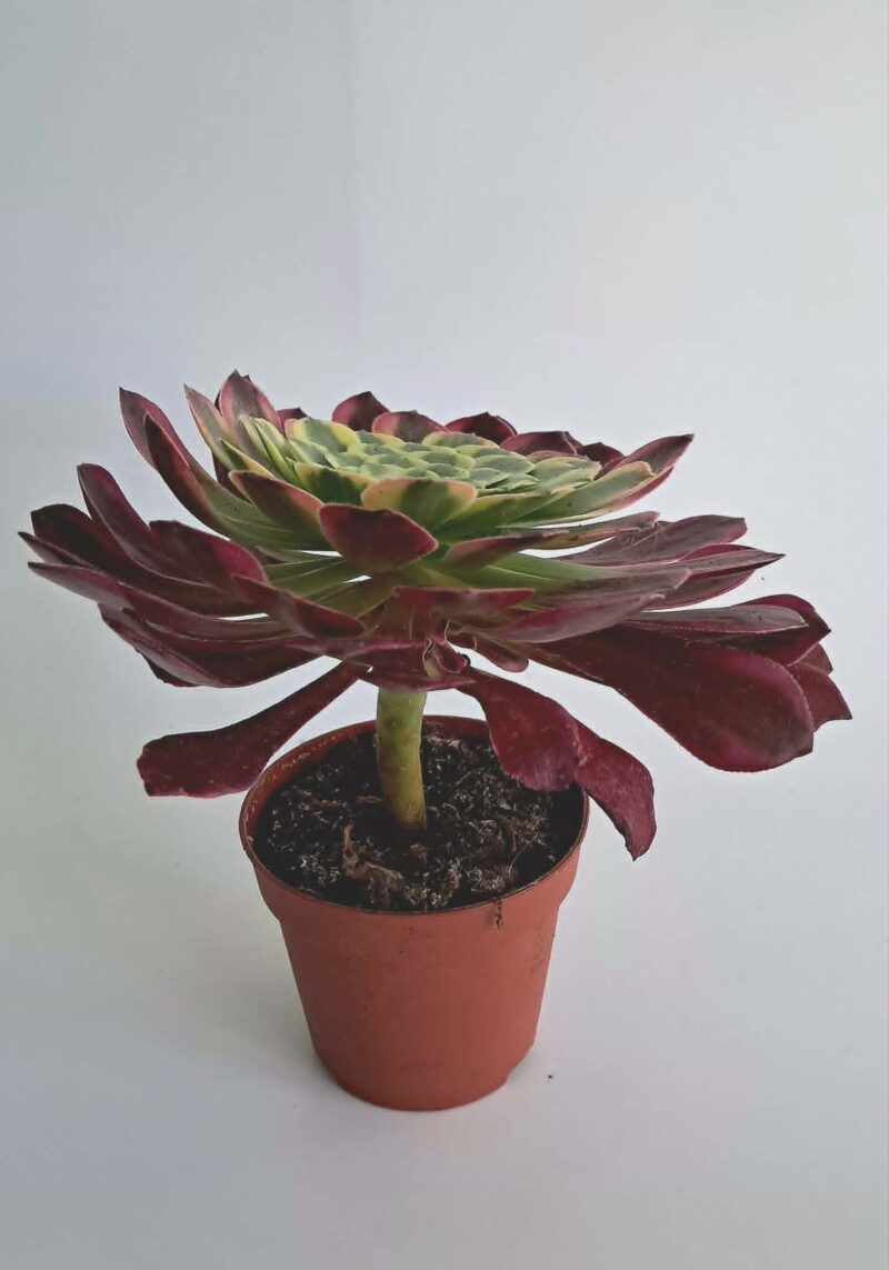 Еониум Уийлс ъв Фасинейшън / Aeonium Wheels of Fascination