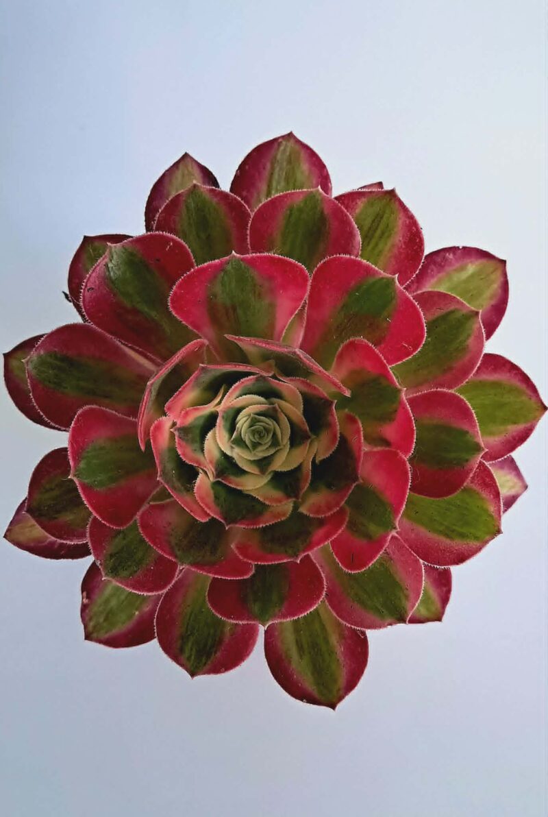 Еониум Уийлс ъв Адмирейшън / Aeonium Wheels of Admiration