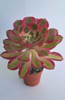 Еониум Уийлс ъв Адмирейшън / Aeonium Wheels of Admiration