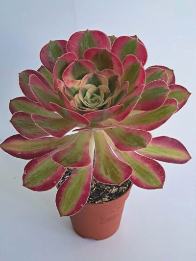 Еониум Уийлс ъв Адмирейшън / Aeonium Wheels of Admiration