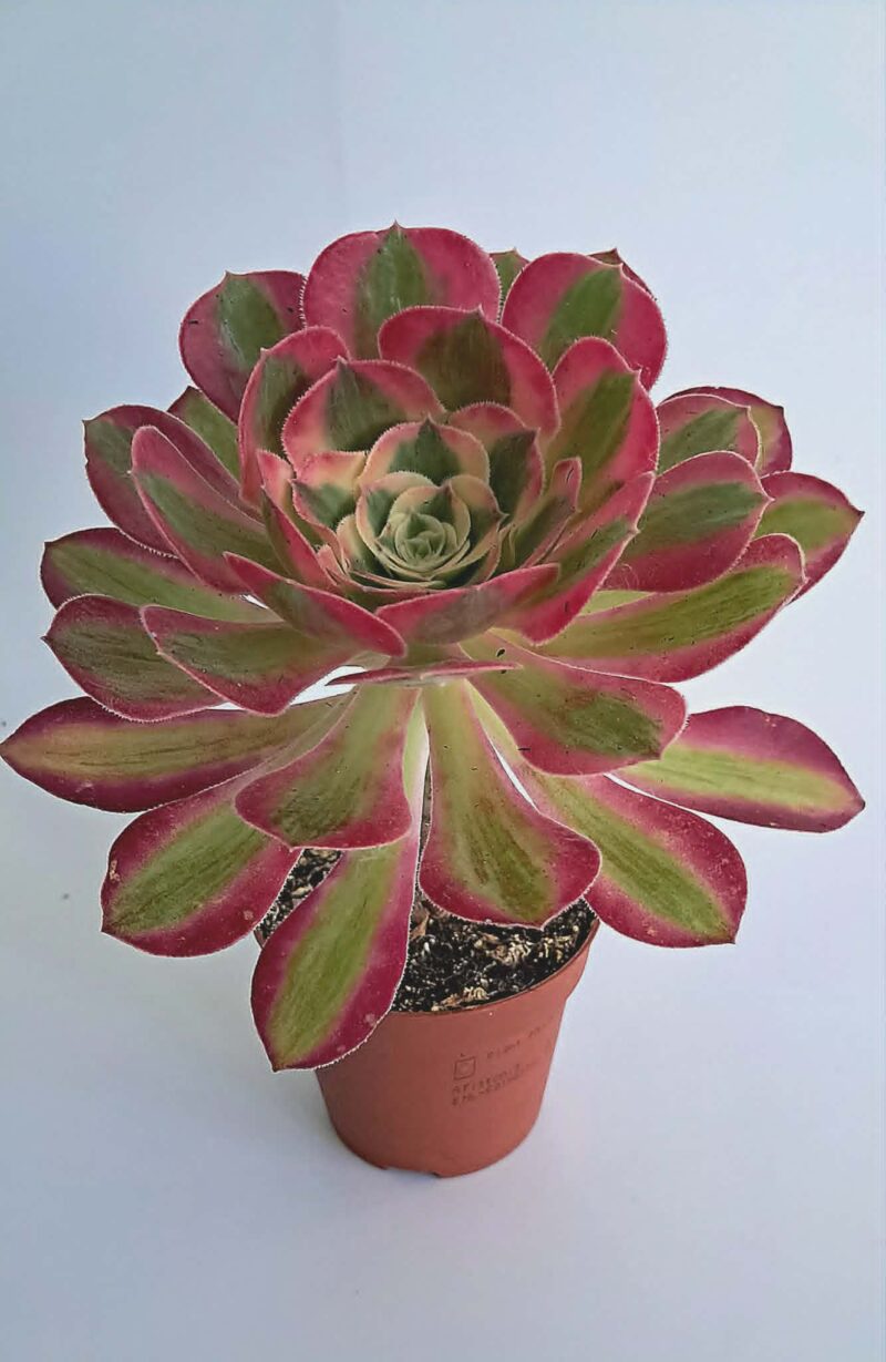Еониум Уийлс ъв Адмирейшън / Aeonium Wheels of Admiration