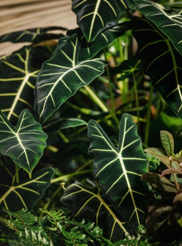 alocasia