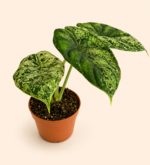 Алоказия "Драгон Скейл Минт" / Alocasia 'Dragon Scale mint'