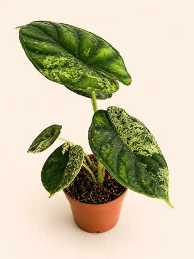 Алоказия "Драгон Скейл Минт" / Alocasia 'Dragon Scale mint'
