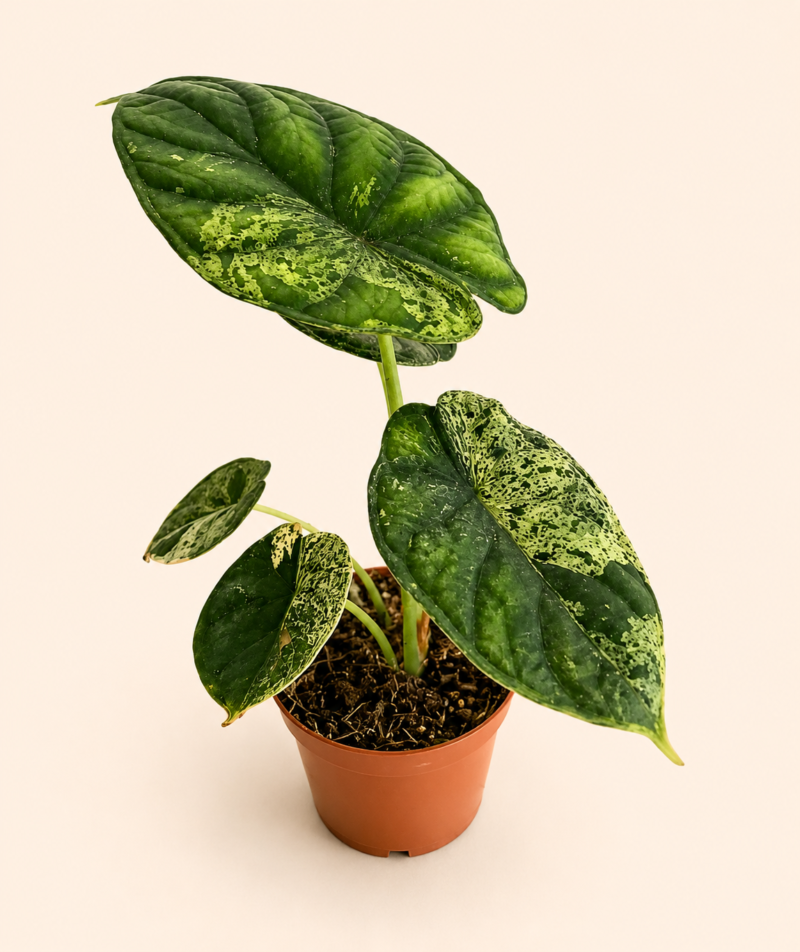 Алоказия "Драгон Скейл Минт" / Alocasia 'Dragon Scale mint'