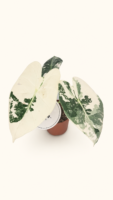 Alocasia Frydek Variegata / Алоказия Фрайдек Вариегата