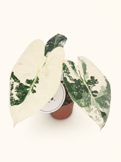 Alocasia Frydek Variegata е рядка алоказия с кадифени зелено-бели листа. Вижте съвети за отглеждане и поръчайте от DM Plants.