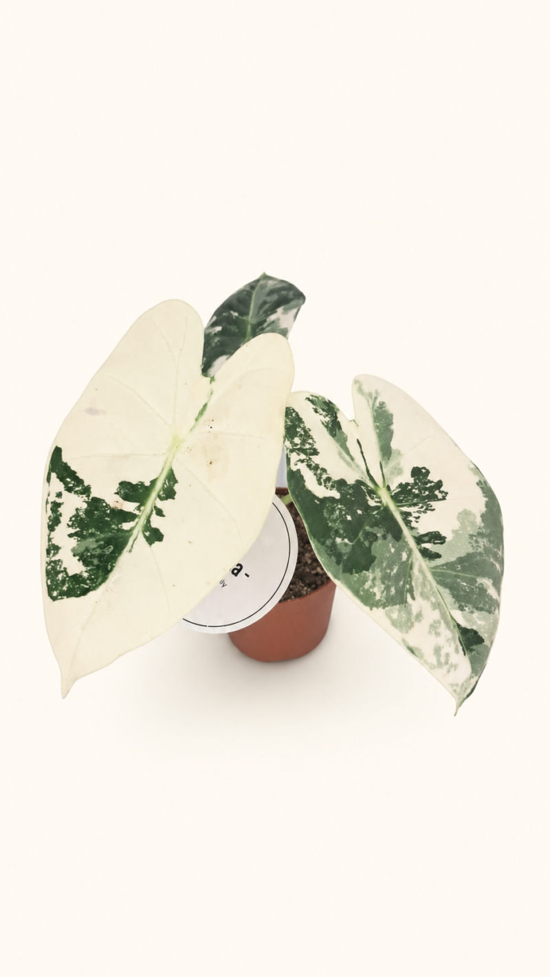 Alocasia Frydek Variegata / Алоказия Фрайдек Вариегата