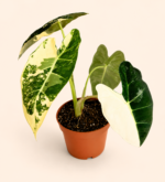 Alocasia Frydek Variegata / Алоказия Фрайдек Вариегата