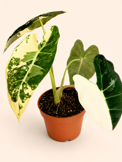 Alocasia Frydek Variegata / Алоказия Фрайдек Вариегата