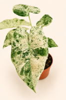 Алоказия Одора " Вариегата Батик" / Alocasia Odora 'Variegata Batik'