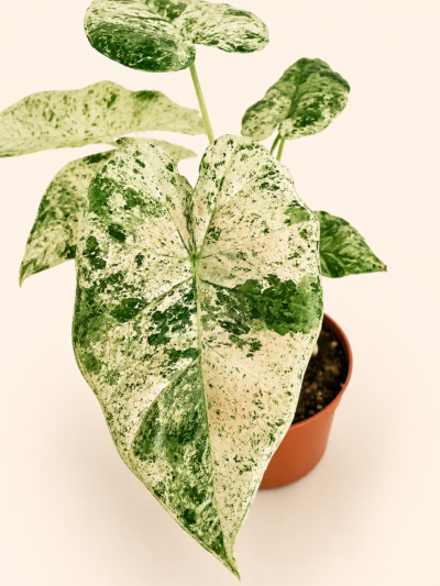 Алоказия Одора " Вариегата Батик" / Alocasia Odora 'Variegata Batik'