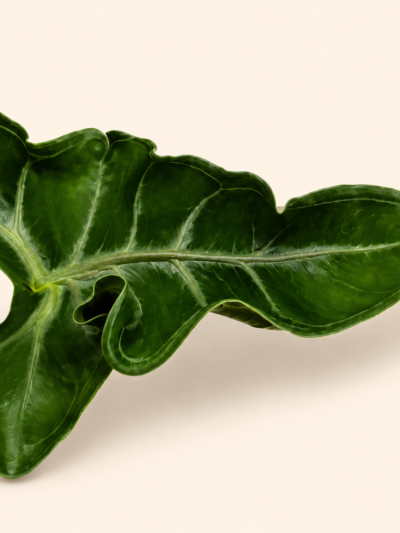alocasia-teletubies-leaf-dmplantsbg