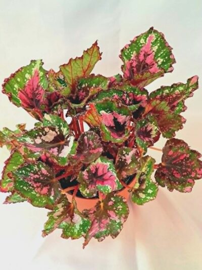 Бегония "Аляска Крийк" / Begonia 'Alaska Creek'