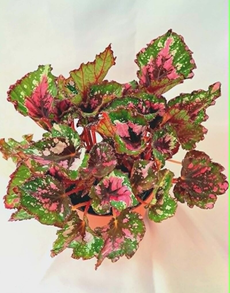 Бегония "Аляска Крийк" / Begonia 'Alaska Creek'