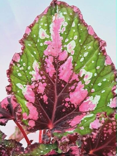 Begonia-Alaska-Creek-02