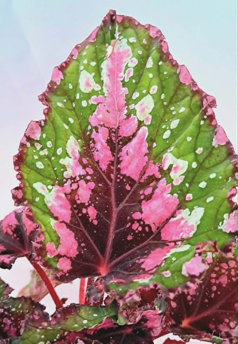 Бегония "Аляска Крийк" / Begonia 'Alaska Creek'