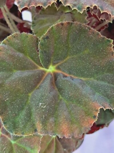 begonia-amber-love-leaf-detail-dmplantsbg.jpg