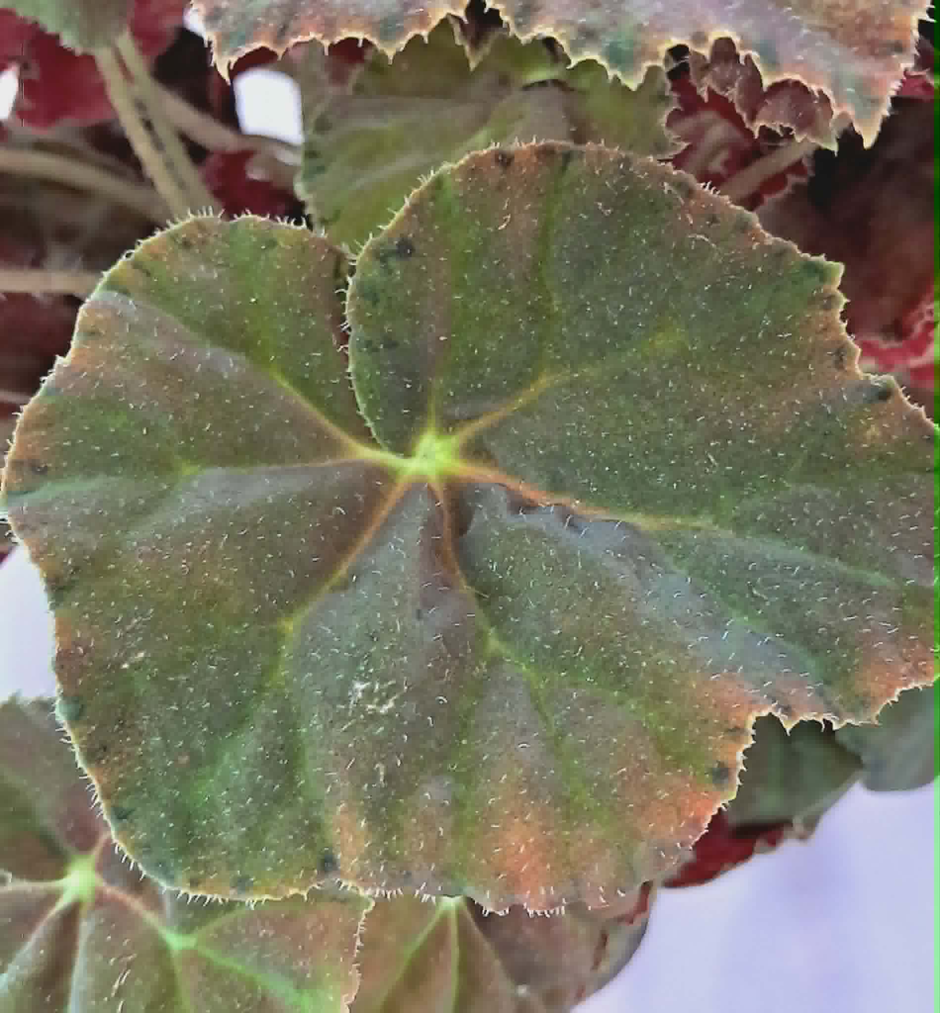 Бегония “Амбър Лав” / Begonia ‘Amber Love’