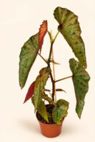 Begonia Amphioxus X Malachosticta / Бегония Амфиоксус × Малахостикта