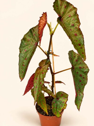 Begonia Amphioxus × Malachosticta рядка бегония
