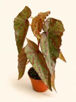 Begonia Amphioxus X Malachosticta / Бегония Амфиоксус × Малахостикта