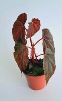 Бегония сп. Блек Блууди / Begonia sp. Black Bloodie
