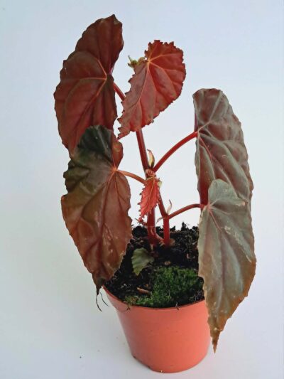 Бегония сп. Блек Блууди / Begonia sp. Black Bloodie