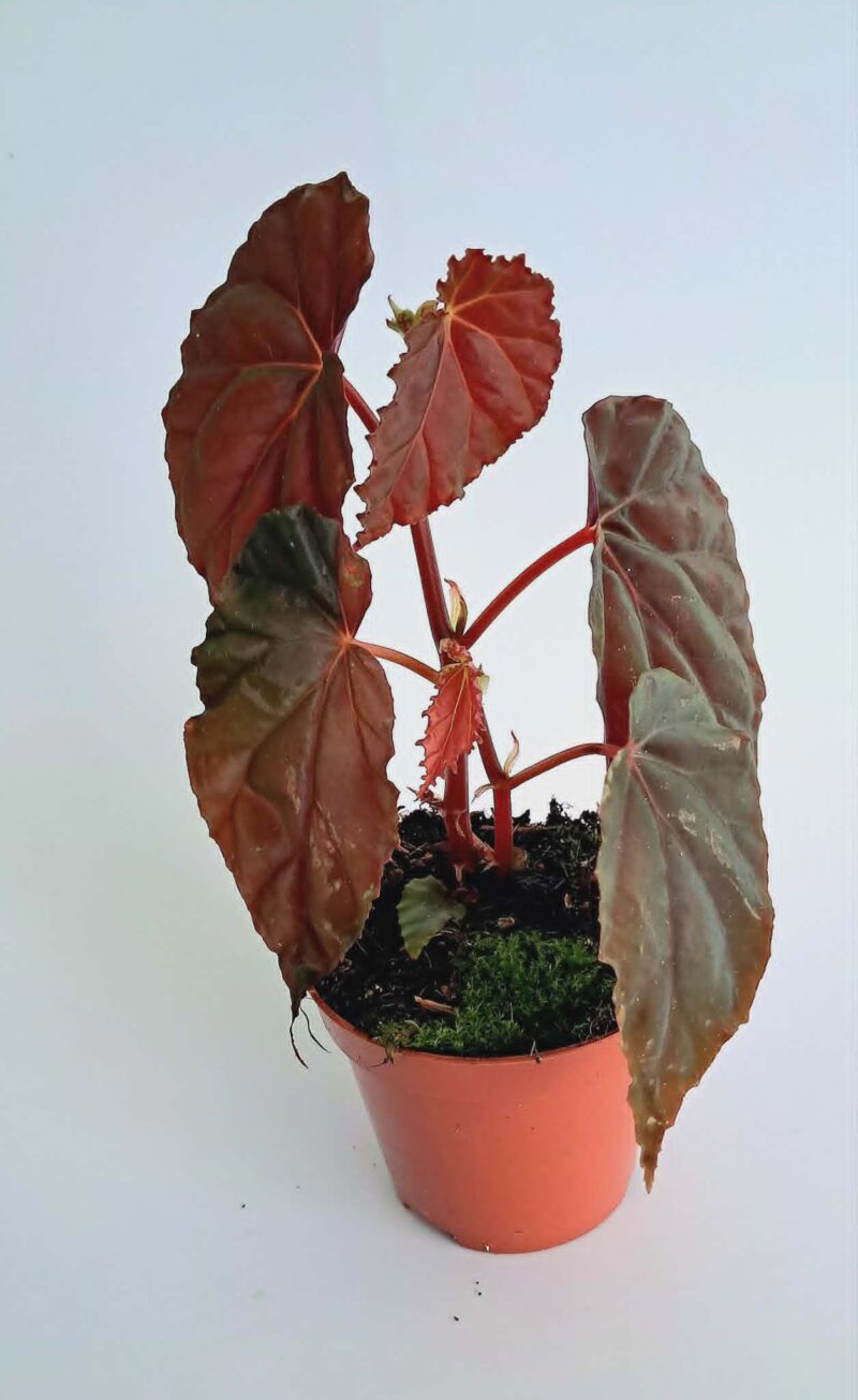 Бегония сп. Блек Блууди / Begonia sp. Black Bloodie