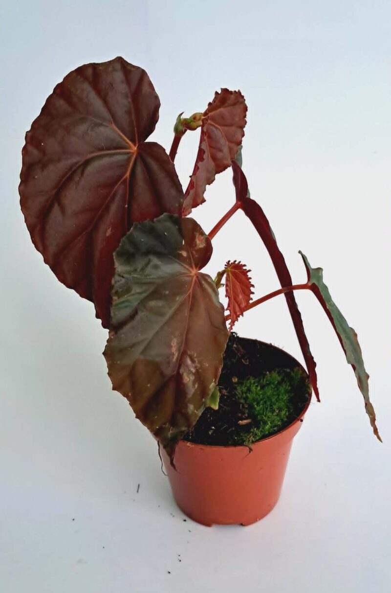 Бегония сп. Блек Блууди / Begonia sp. Black Bloodie