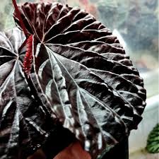 begonia-black-bloody-01.jpg