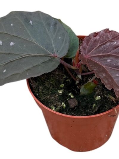 Begonia-Black-Cat-03.jpg