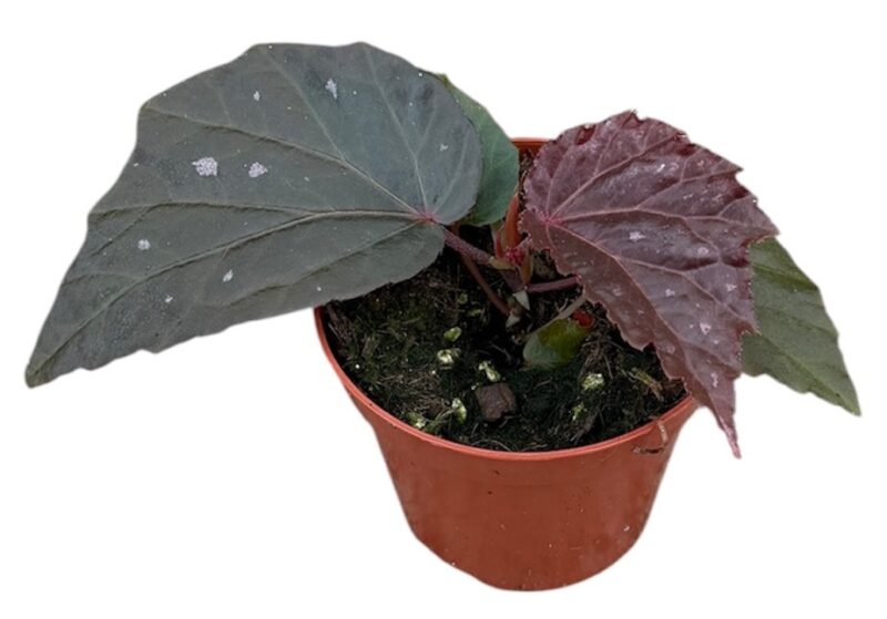 Бегония Блек Бет / Begonia Black Bat
