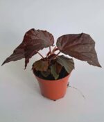 Бегония Блек Бет / Begonia Black Bat
